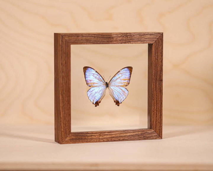Morpho Sulkowsky Salon