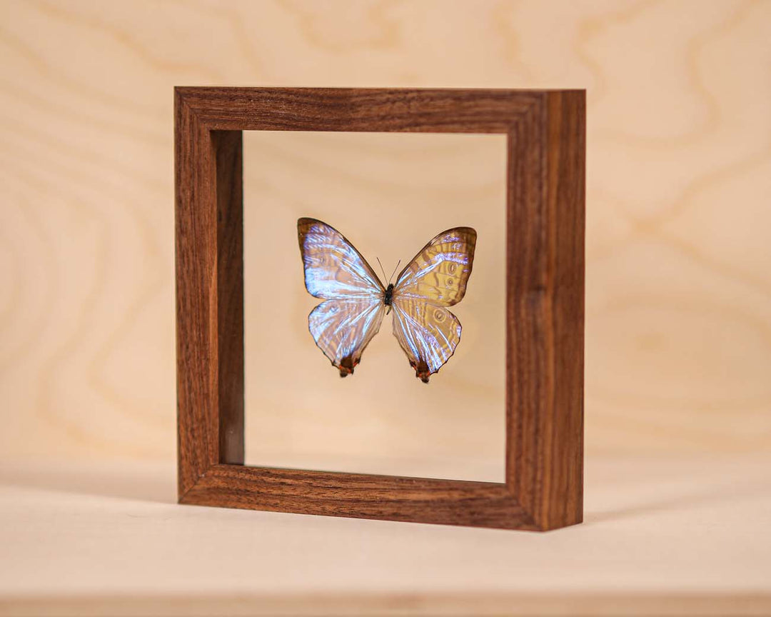 Morpho Sulkowsky Salon