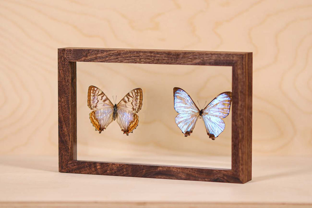 Morpho Sulkowsky Salon