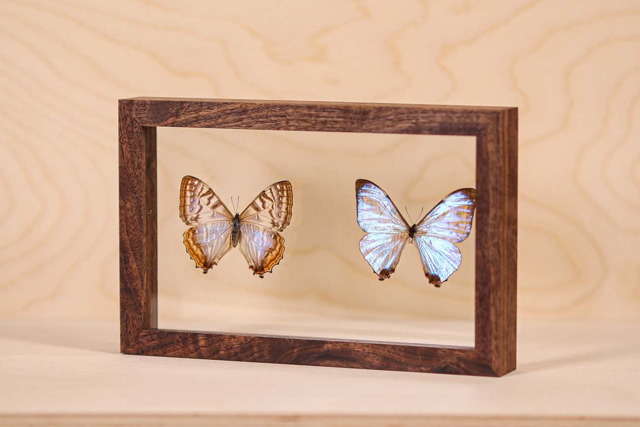 Morpho Sulkowsky Salon