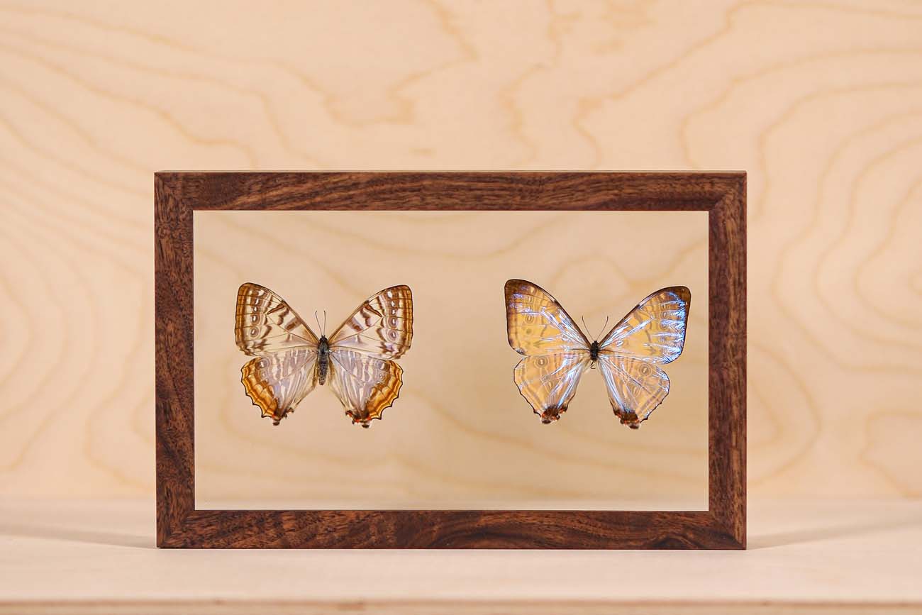 Morpho Sulkowsky Salon