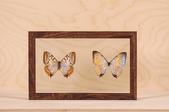 Morpho Sulkowsky Salon