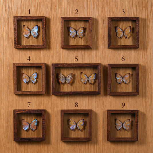 Morpho Sulkowsky Salon