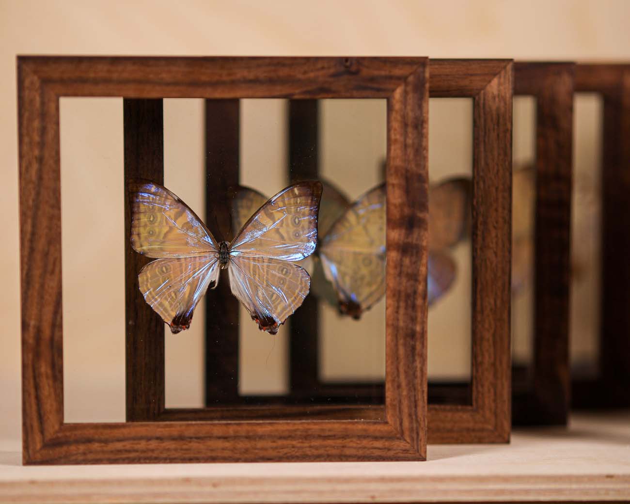 Morpho Sulkowsky Salon