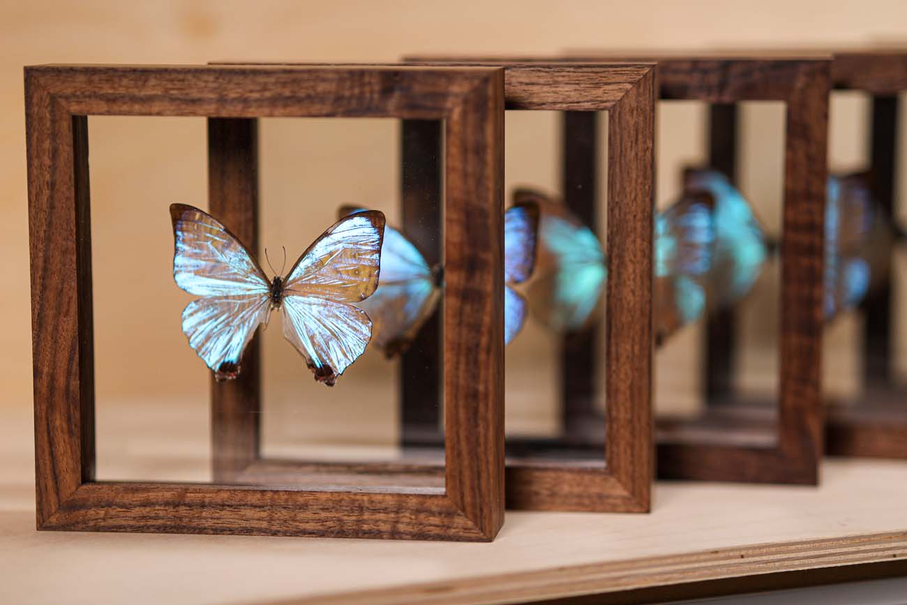 Morpho Sulkowsky Salon
