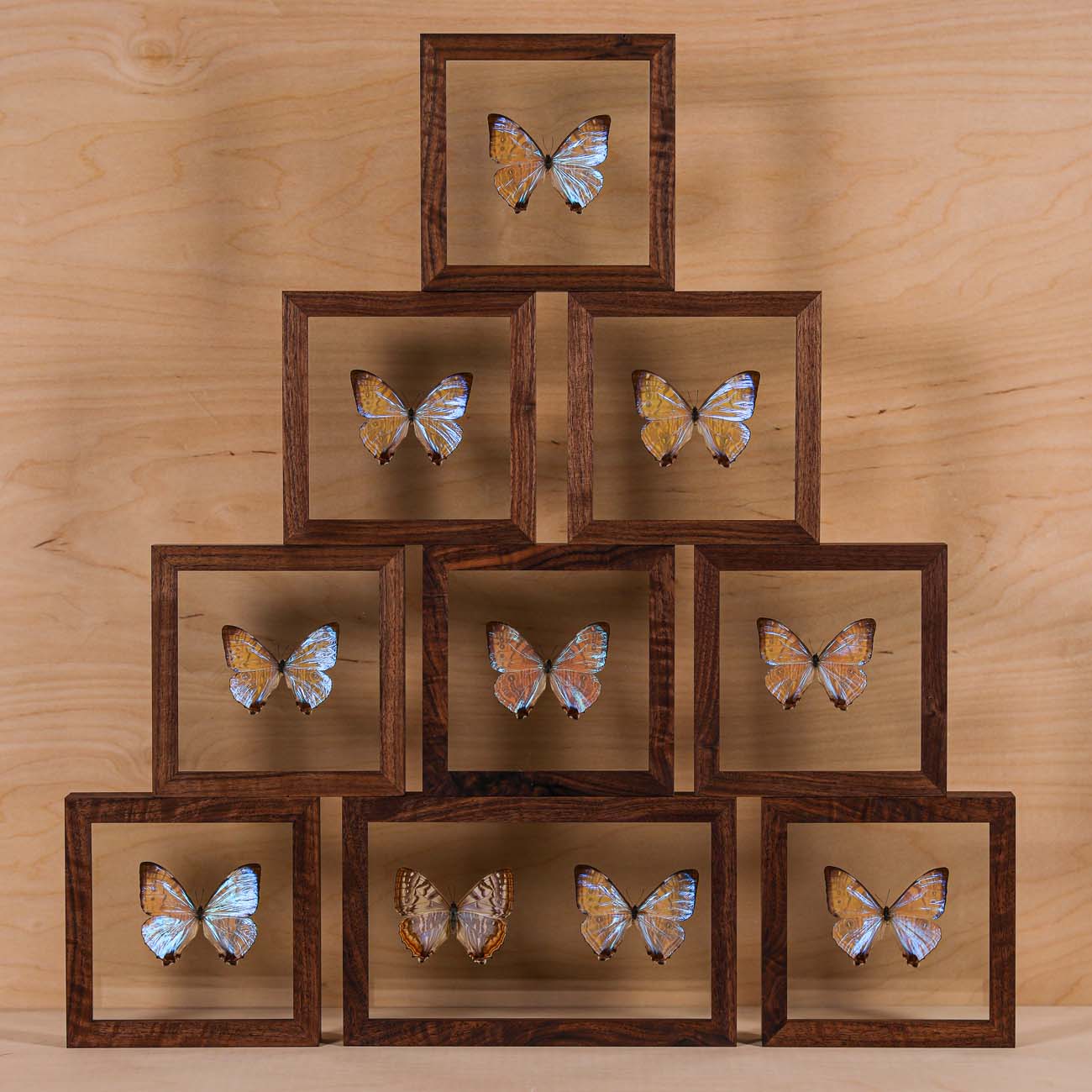 Morpho Sulkowsky Salon