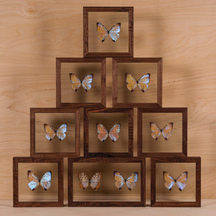 Morpho Sulkowsky Salon