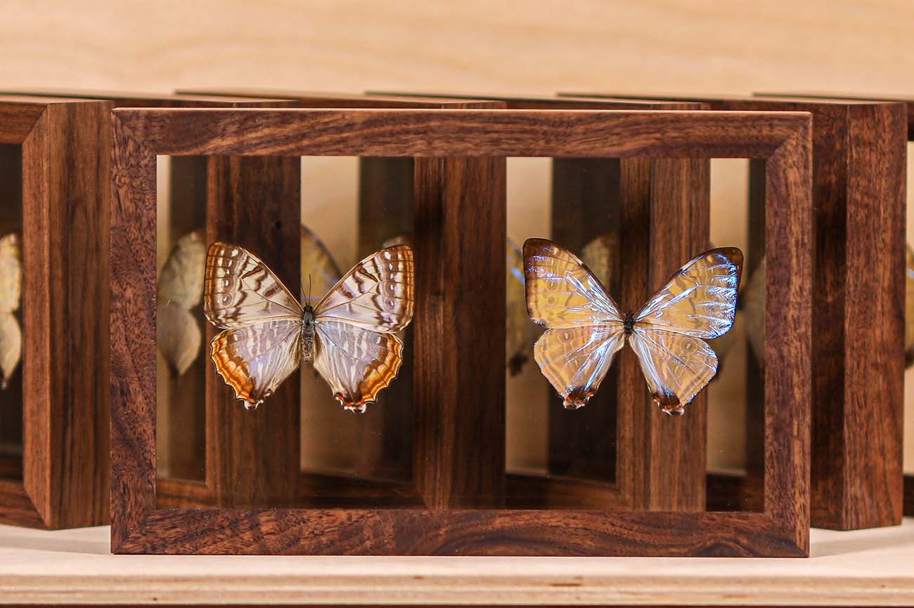 Morpho Sulkowsky Salon