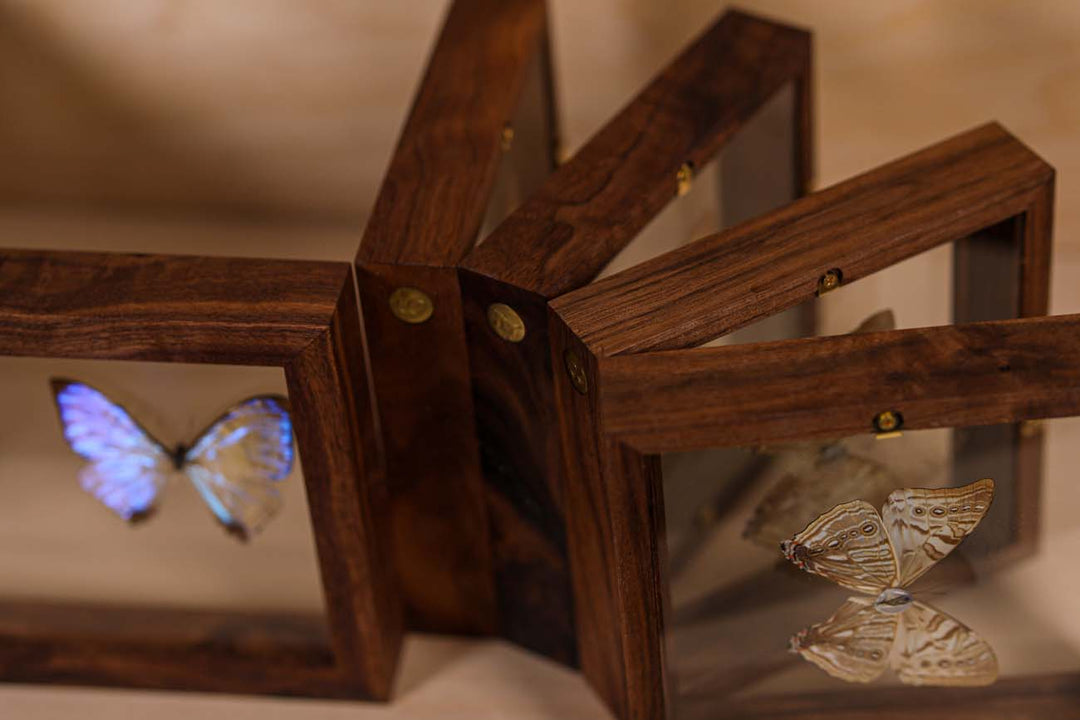 Morpho Sulkowsky Salon