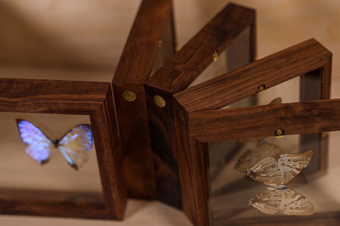 Morpho Sulkowsky Salon