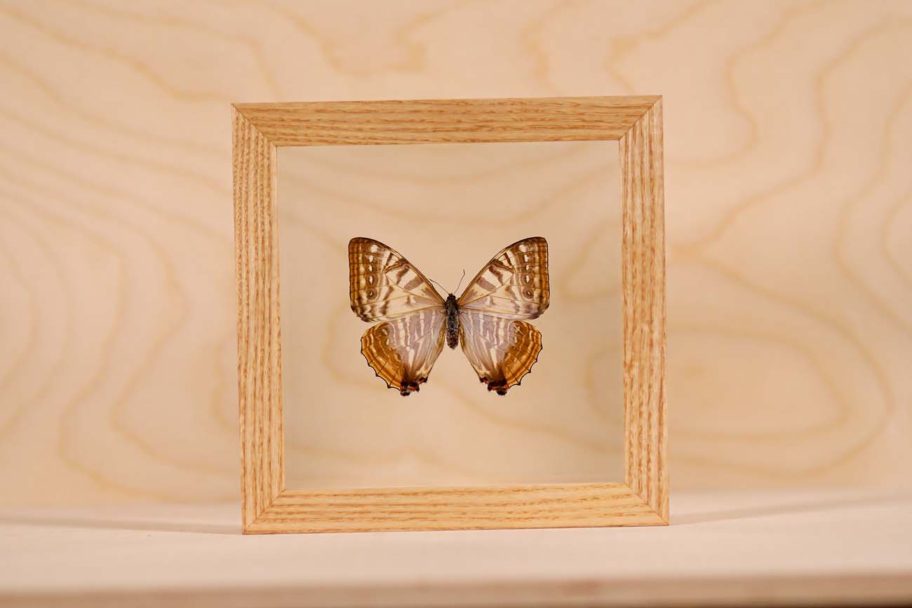 Morpho Sulkowsky