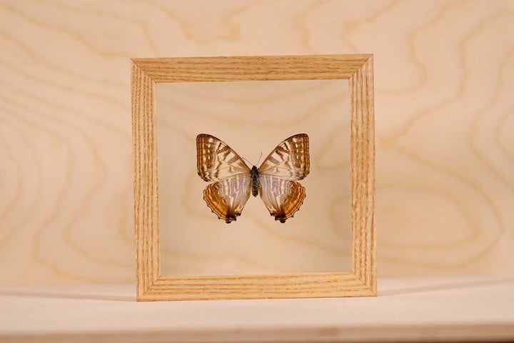 Morpho Sulkowsky
