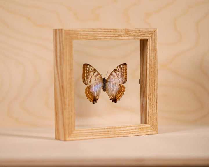 Morpho Sulkowsky