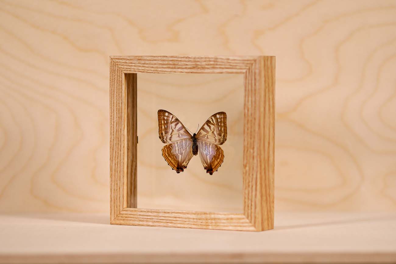 Morpho Sulkowsky