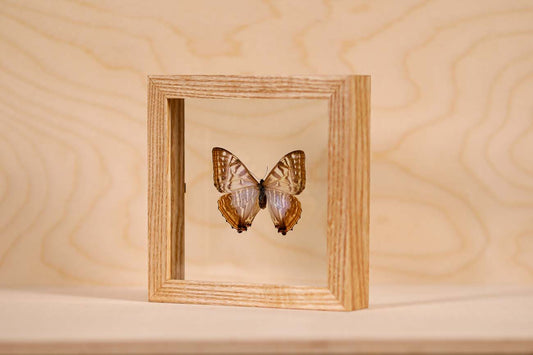 Morpho Sulkowsky