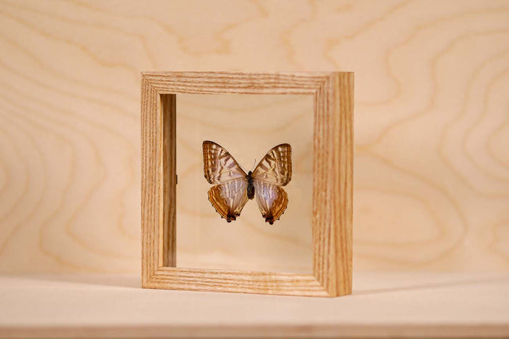 Morpho Sulkowsky