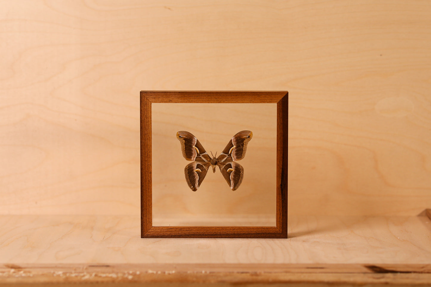 Silk Moth (Samia ricini)