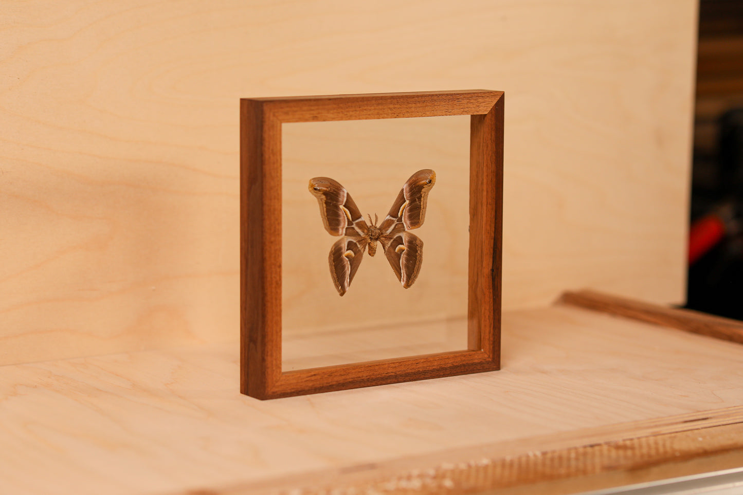 Silk Moth (Samia ricini)