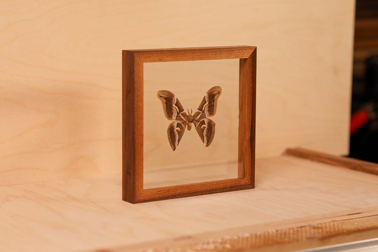 Silk Moth