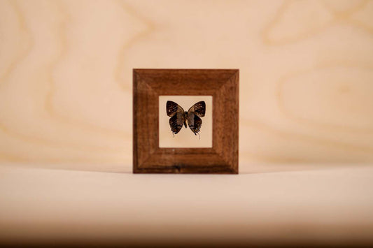 West Wind Zephyr Butterfly