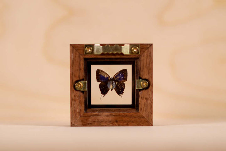 West Wind Zephyr Butterfly