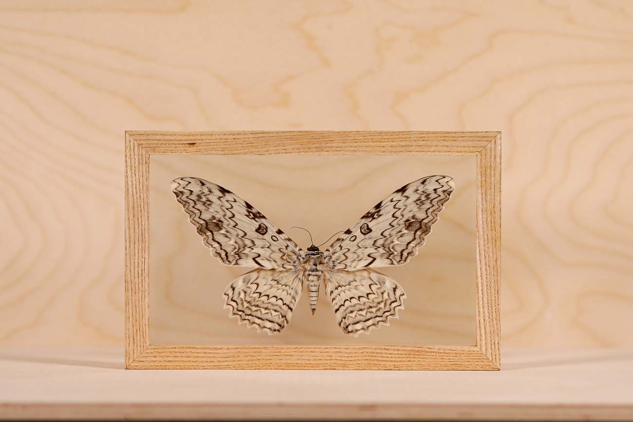 White Witch Moth