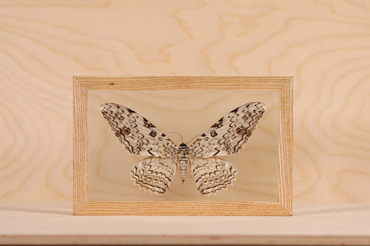 White Witch Moth