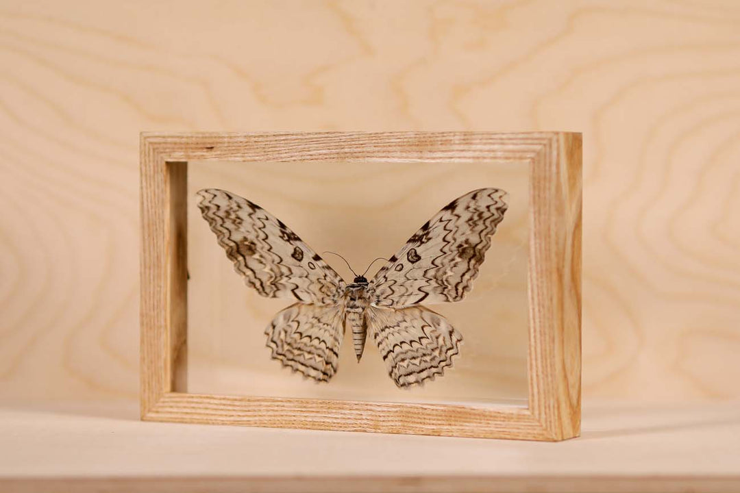 White Witch Moth
