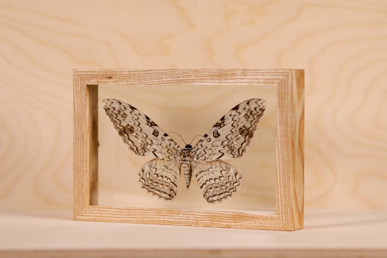 White Witch Moth