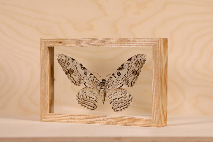 White Witch Moth