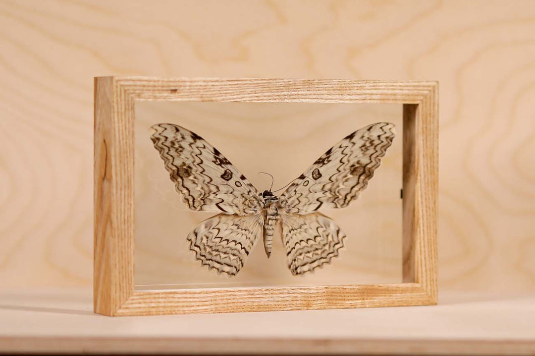 White Witch Moth