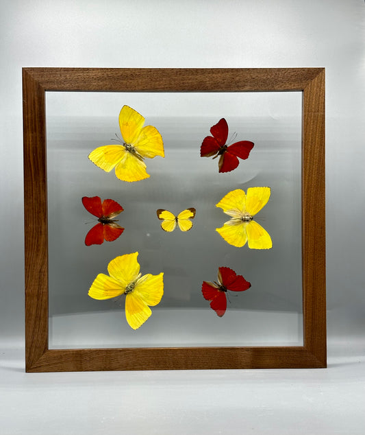 Radiant Butterfly Mount